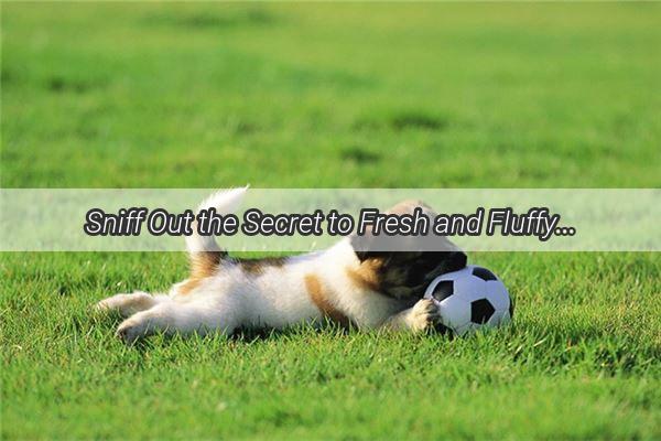 Sniff Out the Secret to Fresh and Fluffy Curing Your Dogs Smelly Shedding Woes